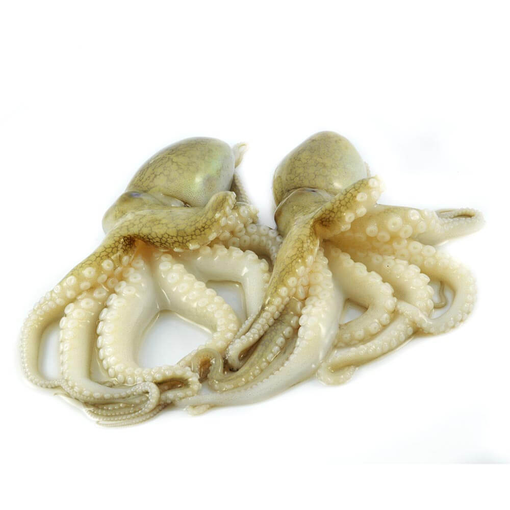 Frischer-Fisch-Online-Oktopus-Pulpo