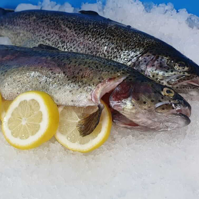 original Surströmming Fisch, neu in Berlin - Lichterfelde, Freunde und  Freizeitpartner finden