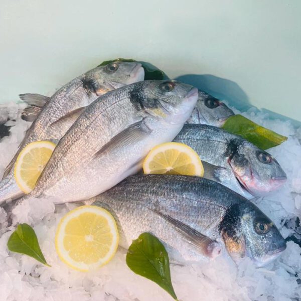 Dorade 800/1000g rund