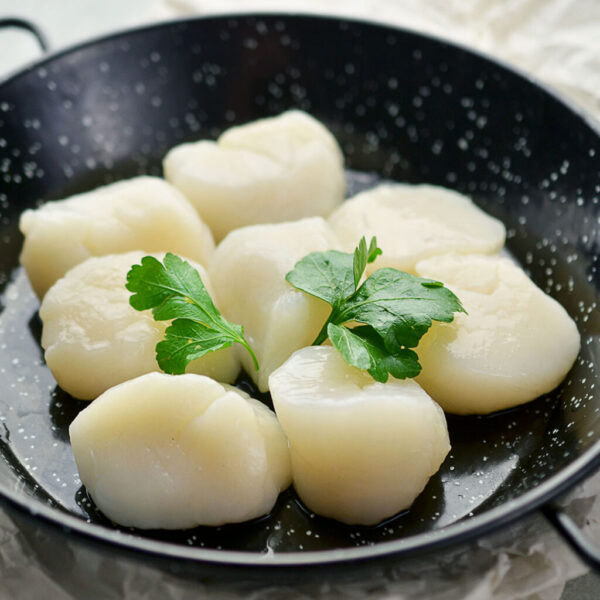 Jakobsmuschelfleisch / Kammmuschelfleisch ohne Rogen