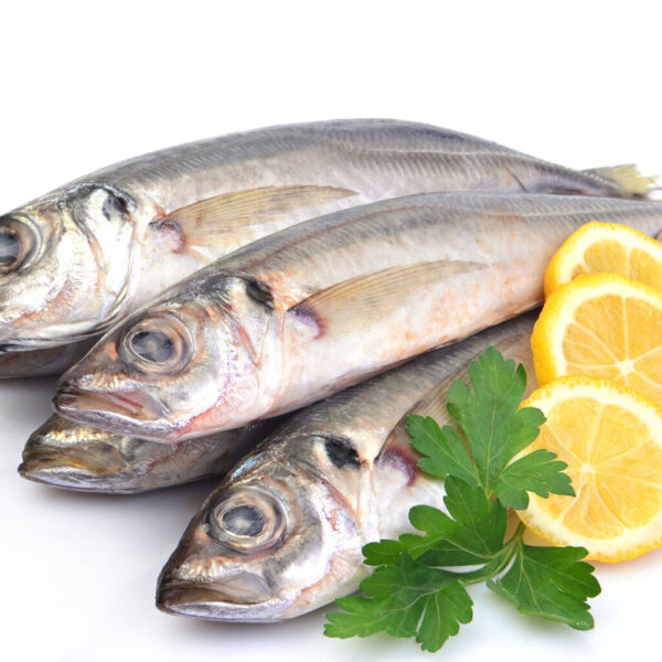 Suri / Stöker / Bastardmakrele rund